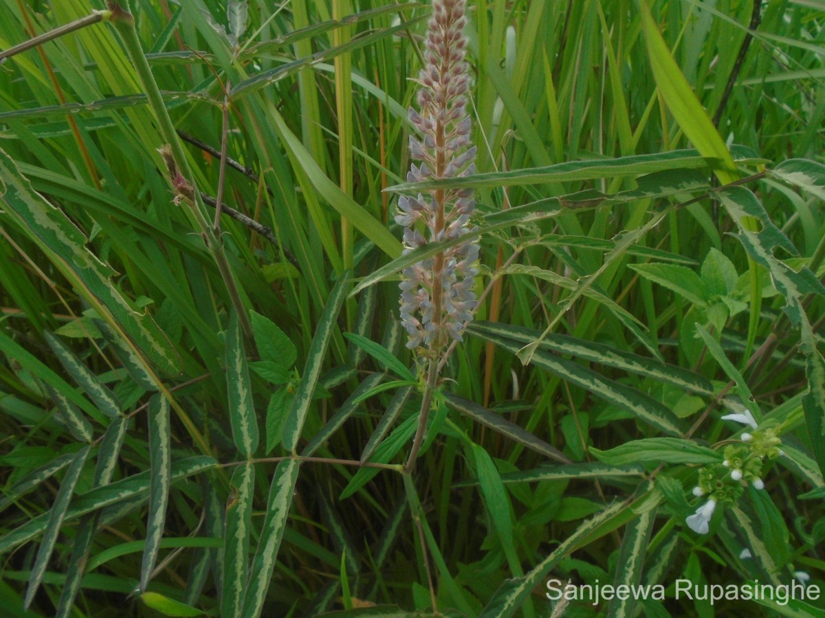 Uraria picta (Jacq.) Desv. ex DC.